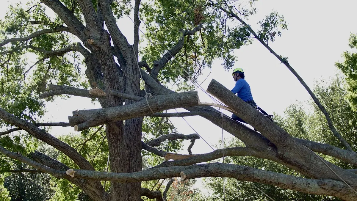 Professional Crown Thinning performed by certified arborists in Pilgrim