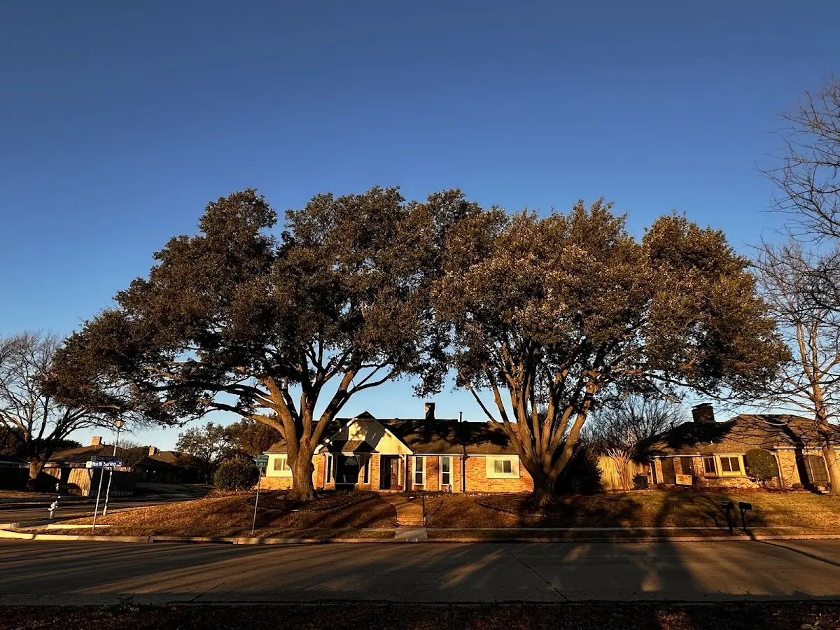 Established residential canopy tree shading a home in Pilgrim